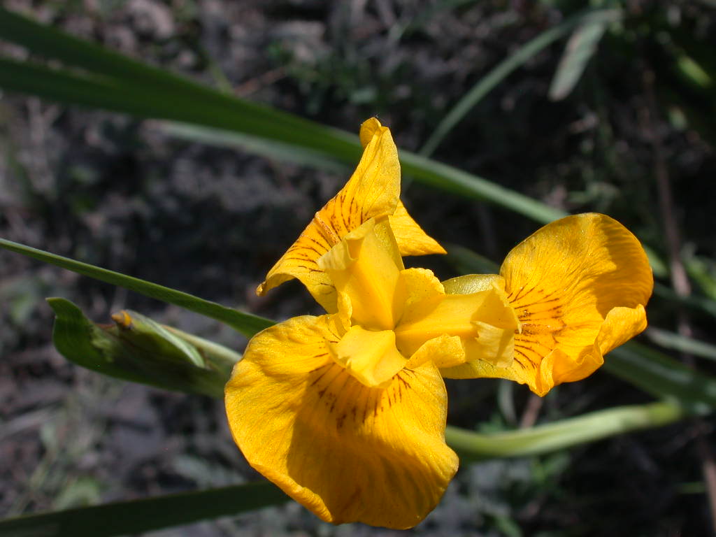 Arriva con il caldo...   QUIZ